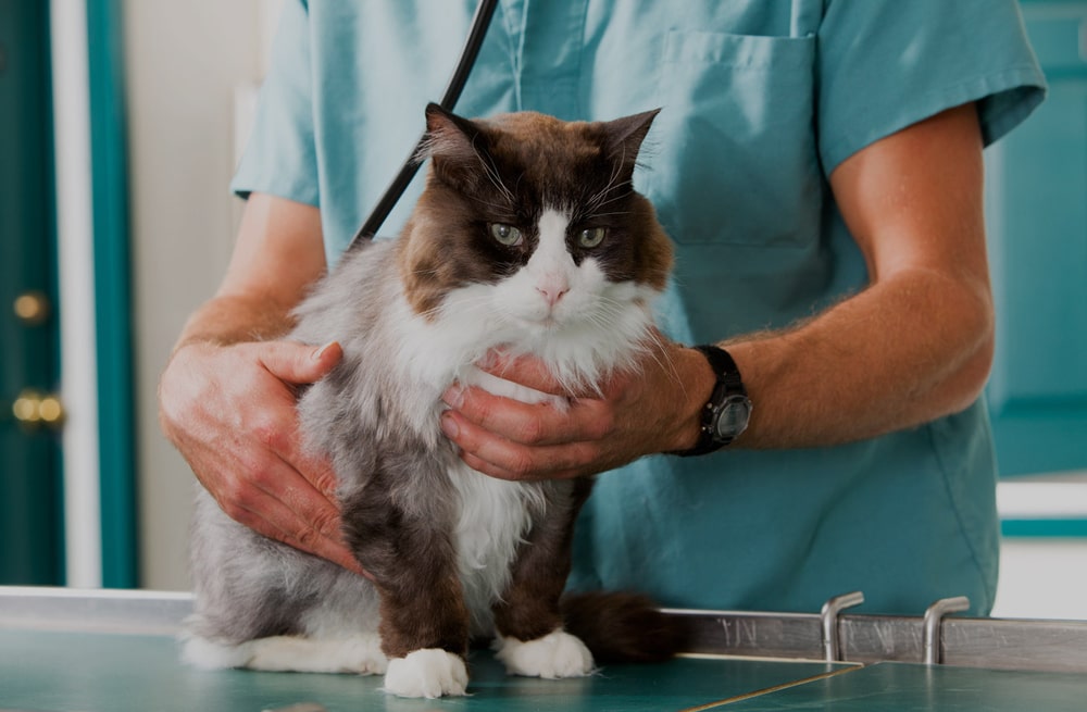 Cat with the Veterinarian