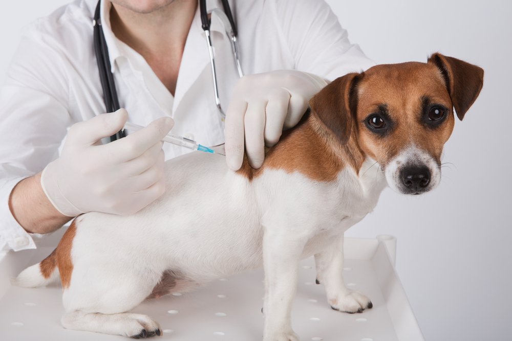 Dog getting vaccinations.