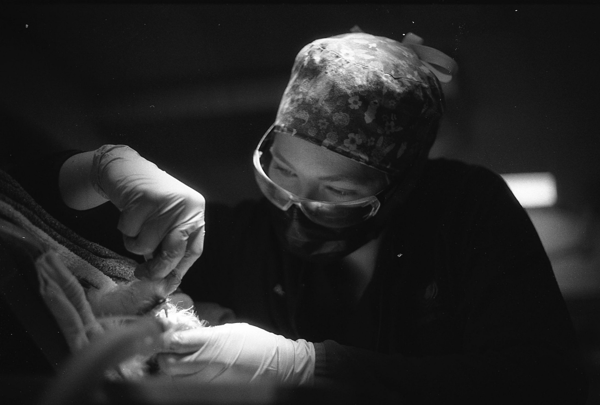 Veterinarian performing a dental extraction