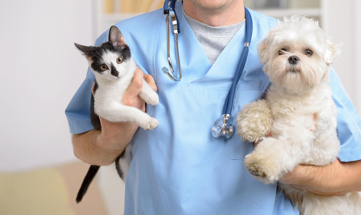 Pet Wellness Exams | Veterinarians in El Paso, TX | TLC Animal Hospital